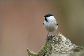 <p>SÝKORA BABKA ( Parus palustris) /Marsh tit - Sumpfmeise/</p>